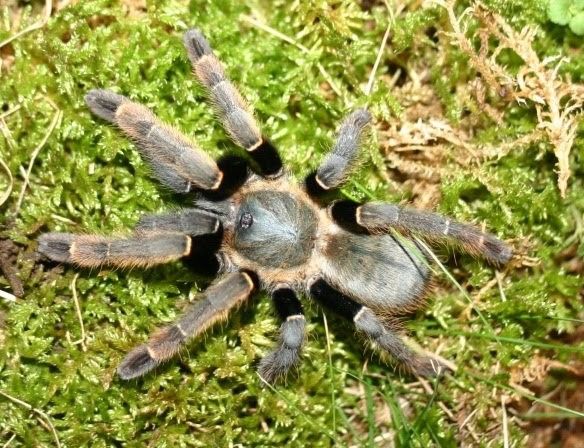 Velvet Earth Tiger Tarantula | Ornithoctonus sp. Khao Sok (S/Med)