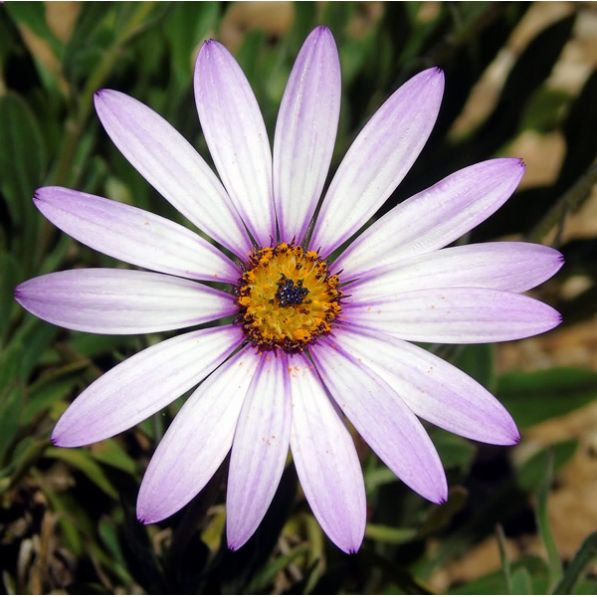 Osteospermum Lady Leitrim 2L