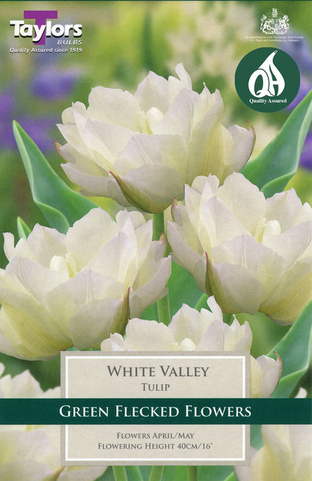 Tulip 'White Valley' Bulbs (7 pack)