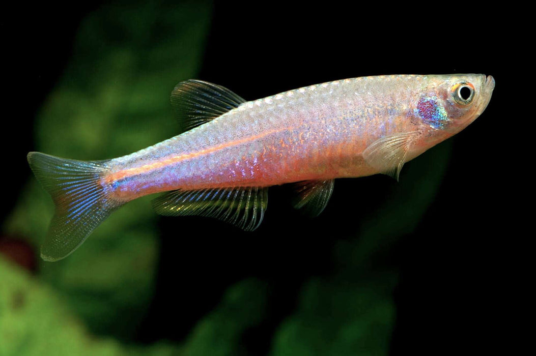 Pearl Danio (XL)