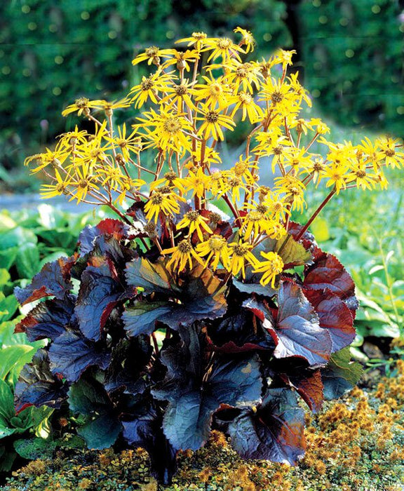 Ligularia dentata 'Othello' - Golden Groundsel