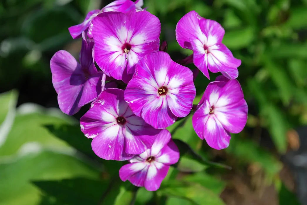 Phlox 'Famous Light Purple' 2L