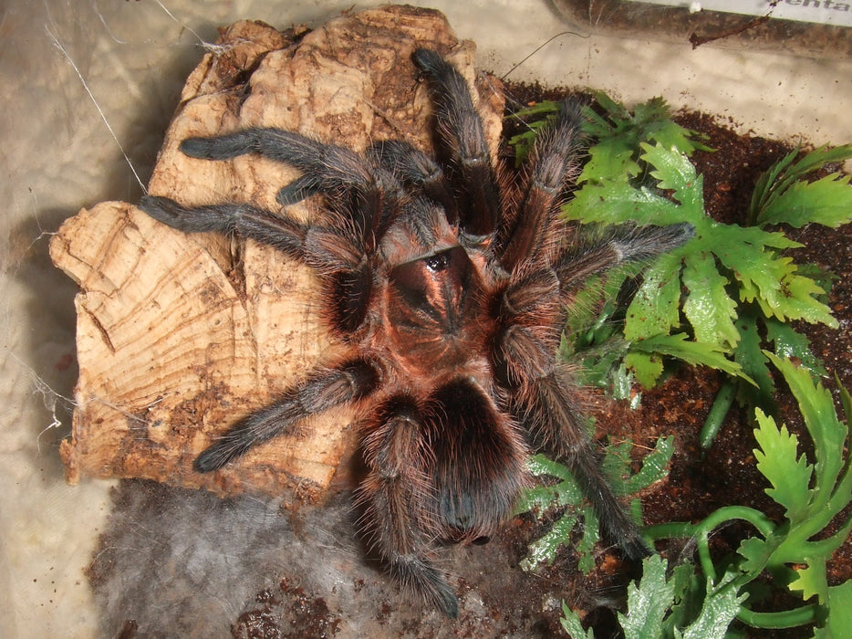 Red Island Birdeater | Phormictopus atrichomatus L