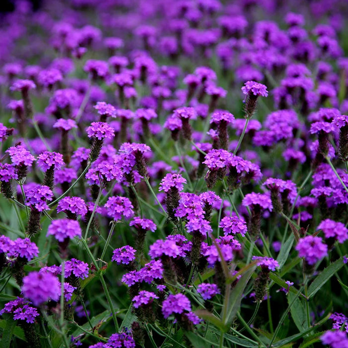 Verbena rigida Venosa