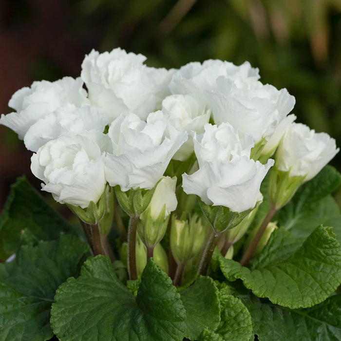 Primula vulgaris Elle 2LT