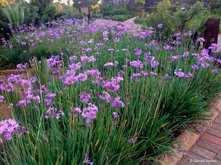 Tulbaghia violacea 'Variegata' 2 Litre