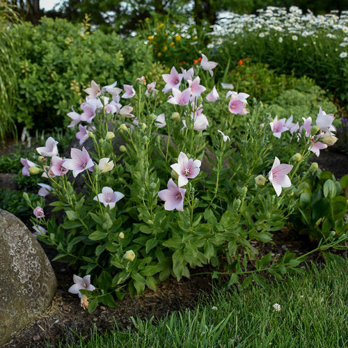 Platycodon Grandiflorus 'Astra Pink' (12cm)