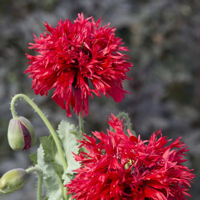 Poppy (lacinitum) CrimsnFeathrs Flower