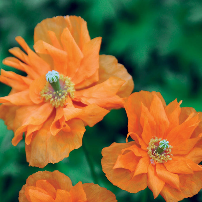 Unwins Seed Packet Papaver Ruprifragum Orange Feathers