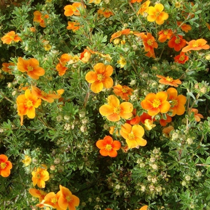 Potentilla fruticosa 'Hopleys Orange' 3L