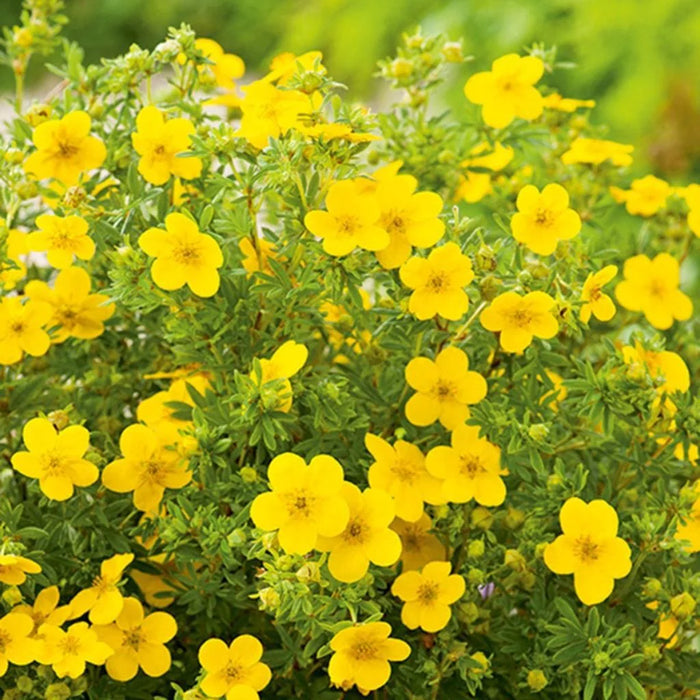 Potentilla fruticosa 'Goldfinger' 3 L