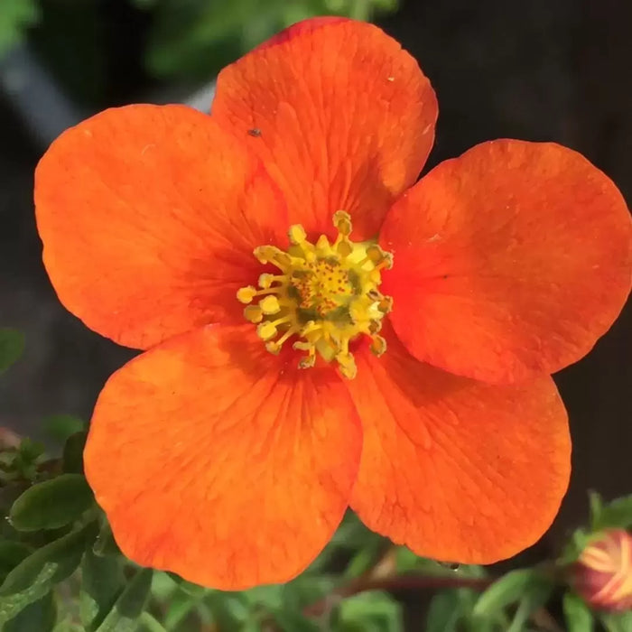 Potentilla fruticosa 'Hopleys Orange' 3L