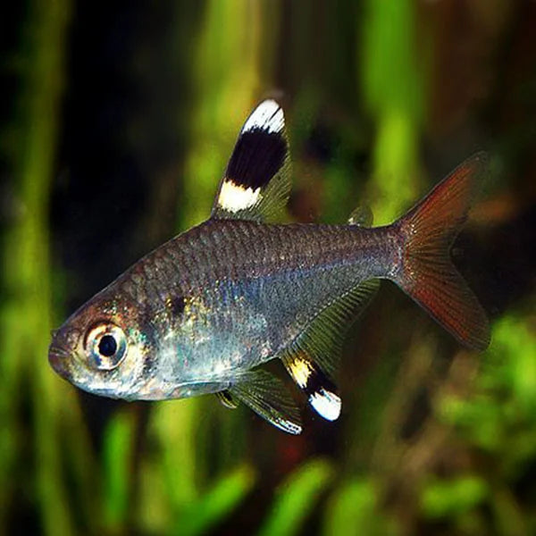 Pristella Tetra M