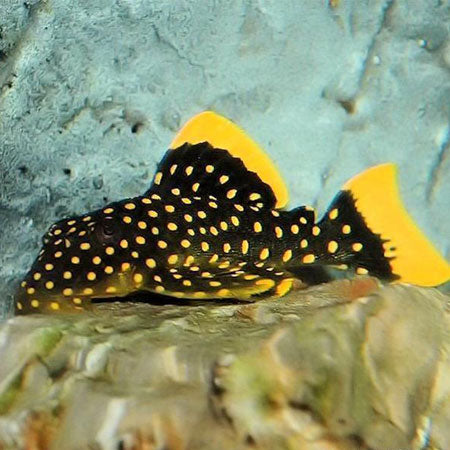 Plecostomus Gold Nugget Queen L177 (L)