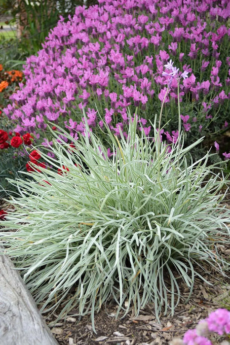 Tulbaghia violacea 'Silver Lace' (Society Garlic) 2 Litre