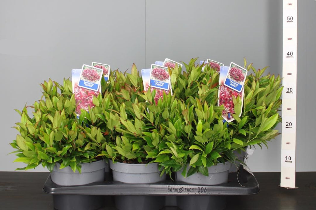 Leucothoe Scarletta Zeblid 2 Litre