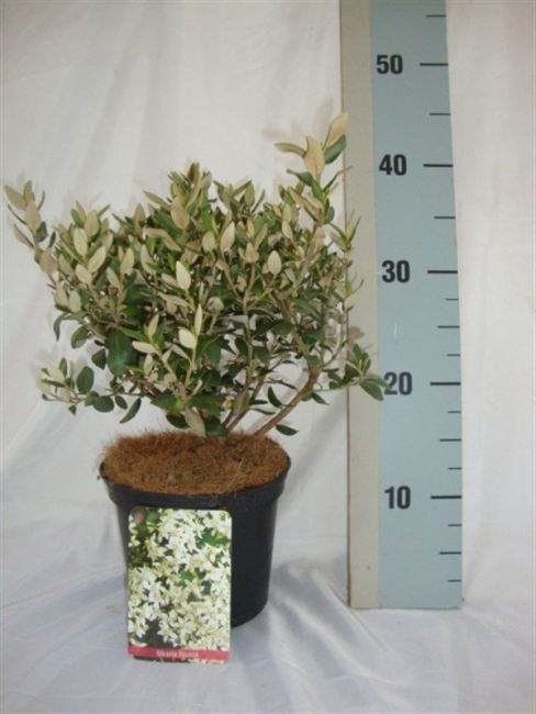 Olearia Haastii 2 Litre