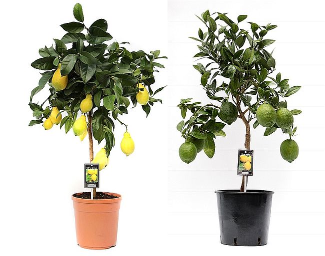 Citrus 'Lemon' on a stem 85cm Tall