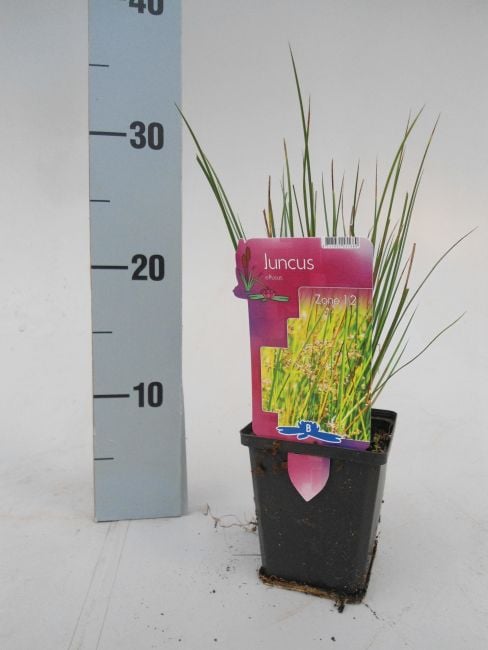 Juncus effusus 9cm