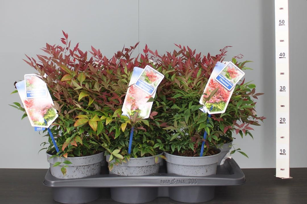 Nandina domestica 'Obsessed' 2 Litre