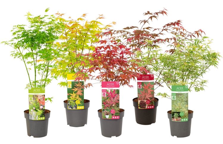 Acer palmatum mix | Japanese Maple 3 Litre