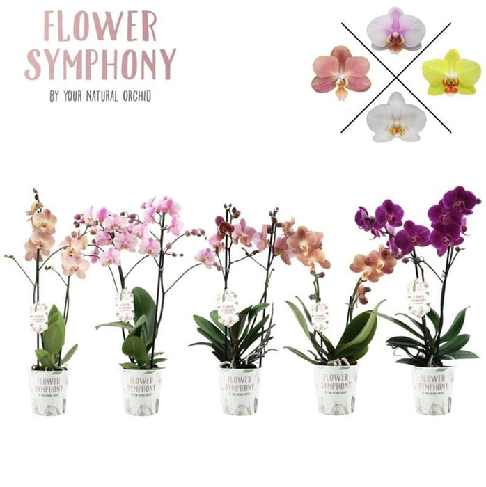 Orchid Mix | Phalaenopsis mix / P12 - 2 stem/50 cm