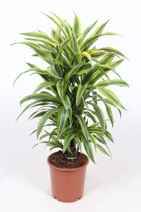 Dracaena frag. 'Lemon Lime' P24 (90-100cm Tall)