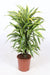 Dracaena frag. 'Lemon Lime' P24 (90-100cm Tall)