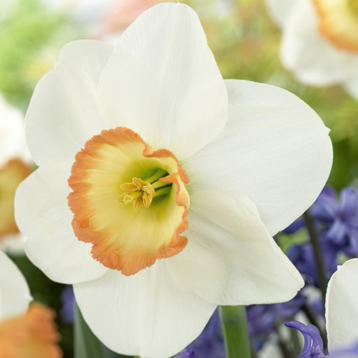 Daffodil Narcissus 'Rainbow' (6 Pack)