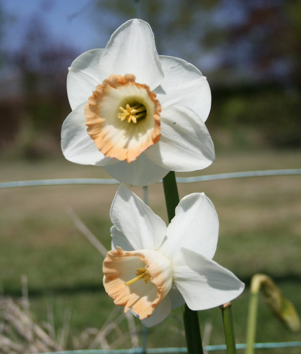 Daffodil Narcissus 'Rainbow' (6 Pack)