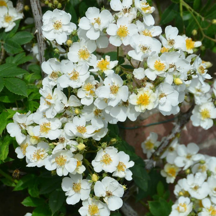 Rambling Rector | Climbing Rose (5 Litre)