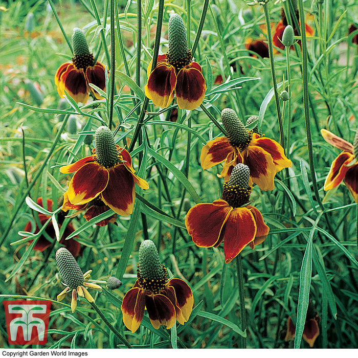 Ratibida Columnifera 'Red Midge'