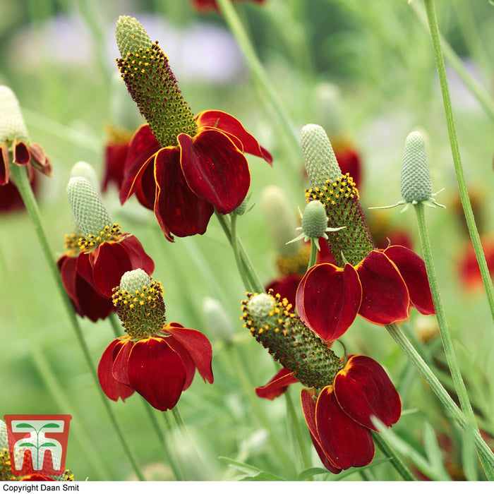 Ratibida Columnifera 'Red Midge'