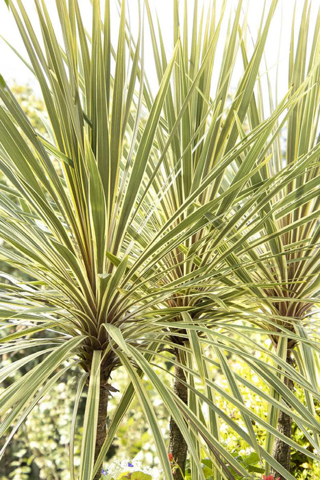 Cordyline 'Torbay Dazzler' (3  Litre)