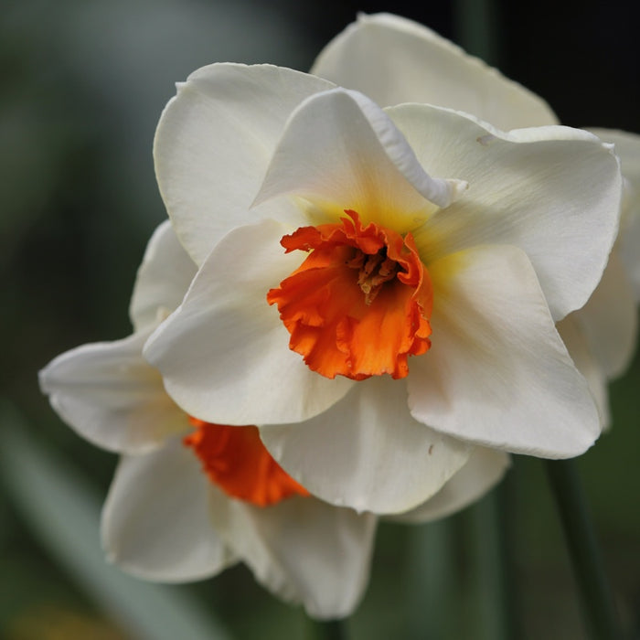 Daffodil Narcissus 'June Allyson'