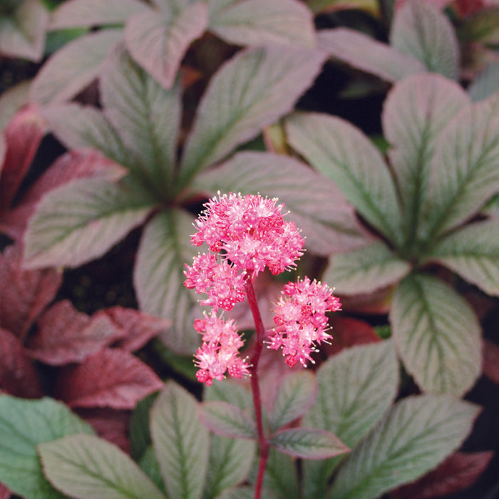 Rodgersia 'Bronze Peacock' (2 Litre)