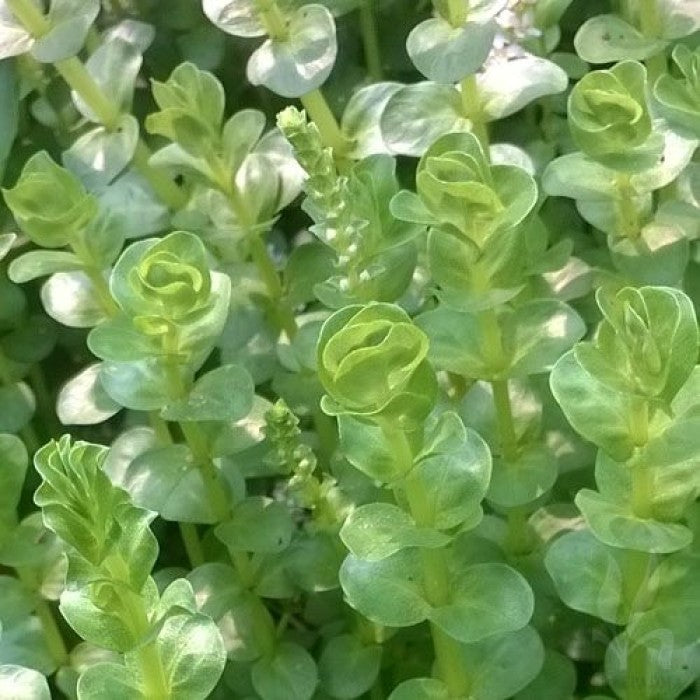 Rotala Rotundifolia 033