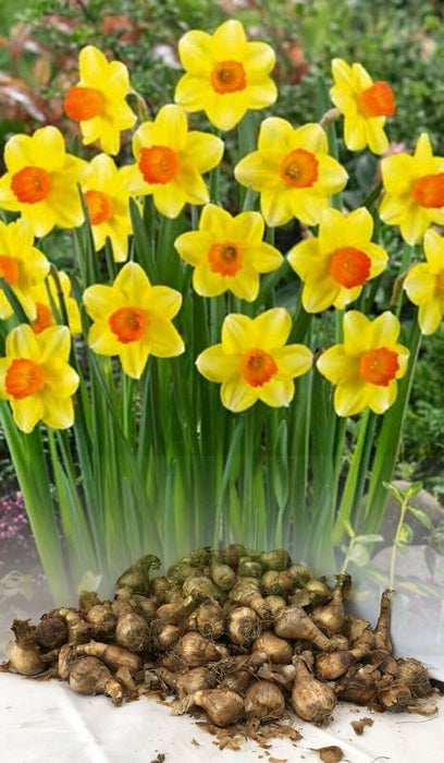 Daffodil Narcissus 'Sealing Wax' Bulbs (Pack of 5)