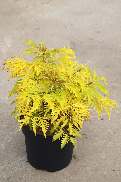 Sambucus Sutherland Gold 3 L