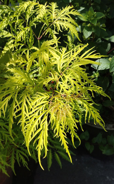 Sambucus Sutherland Gold 3 L