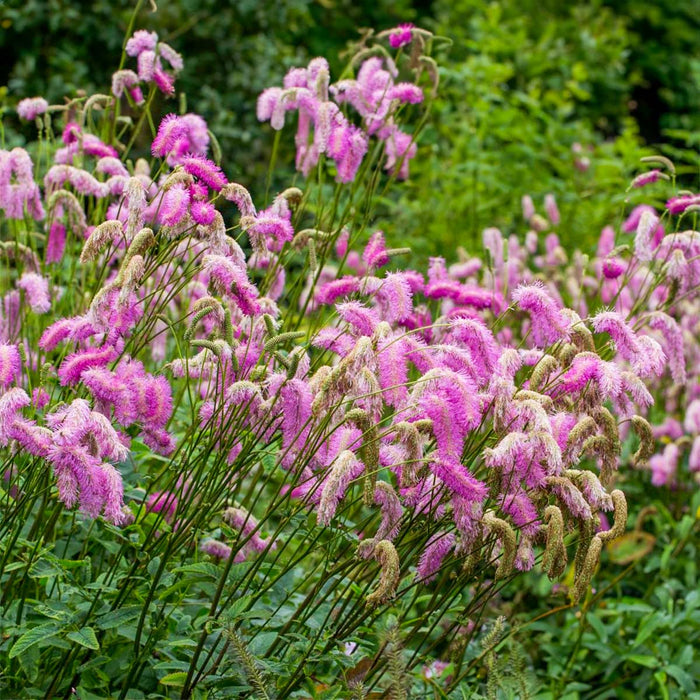 Sanguisorba 'Pink Brushes'