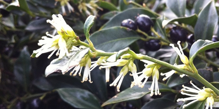 Sarcococca Confusa | Fragrant Sweet Box