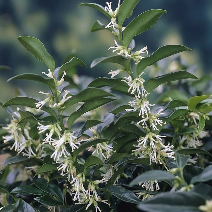 Sarcococca hookeriana 'Fragrant Mountain' | Fragrant Sweet Box (2 Litre)