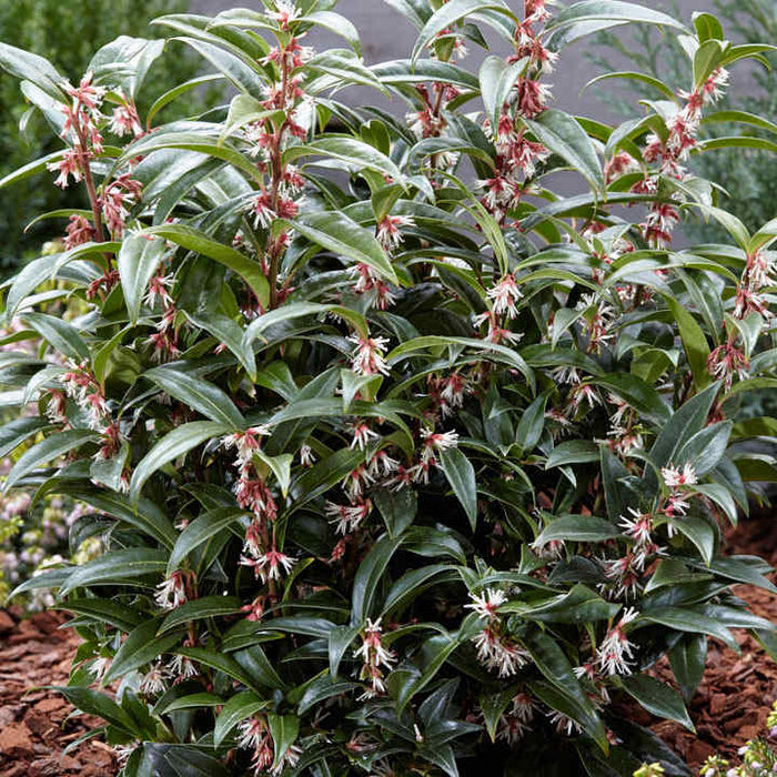 Sarcococca confusa 'Winter Gem' | Fragrant Sweet Box 3LT