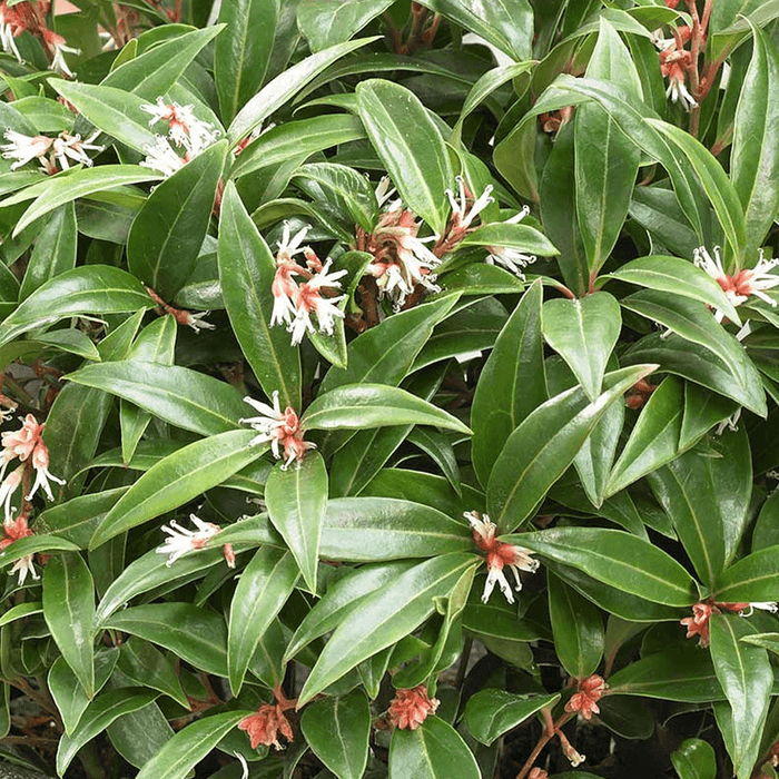 Sarcococca confusa 'Winter Gem' | Fragrant Sweet Box 3LT