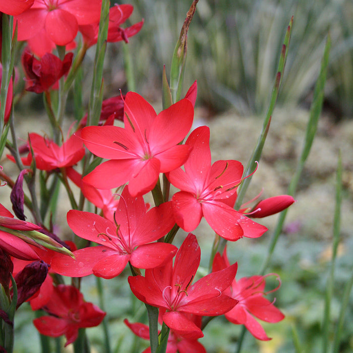 Schizostylis coccinea 'Major' 2L