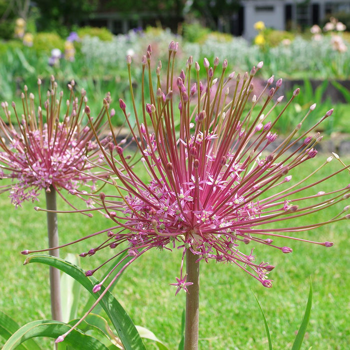 Allium Schubertii (3 Pack)