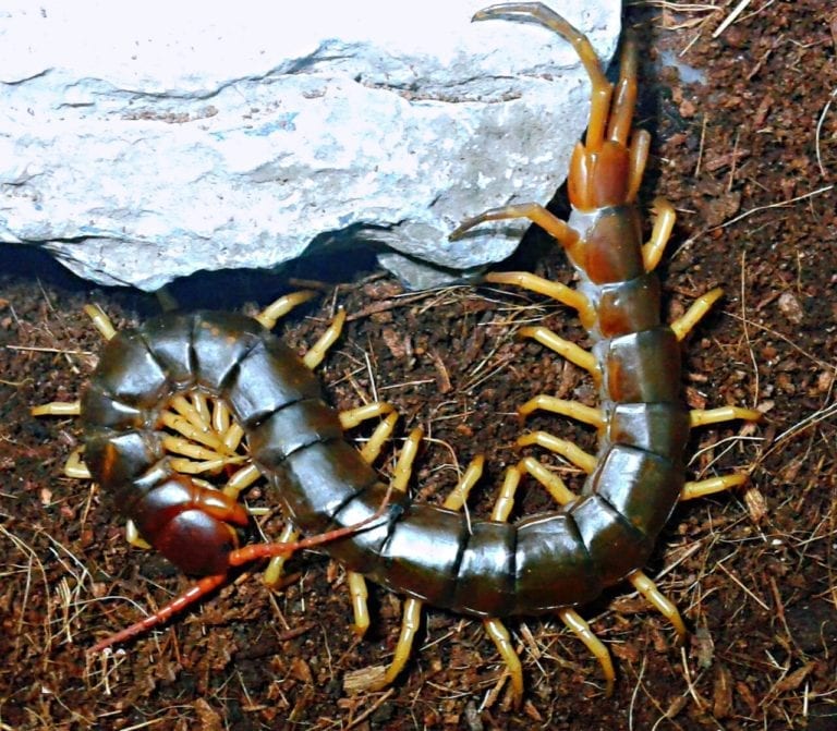 Vietnam Yellow Leg Centipede | Scolopendra dehaani "Yellow Leg" (L)