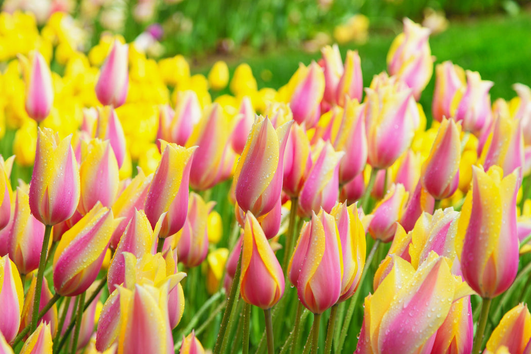 Tulip 'Blushing Lady' (7 Pack)