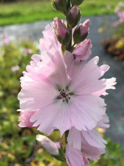 Sidalcea 'Elsie Heugh' (2 Liter)